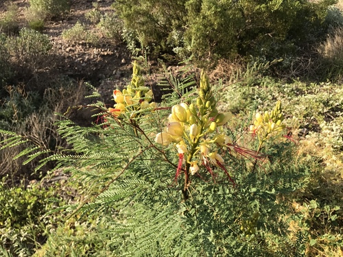 Erythrostemon gilliesii