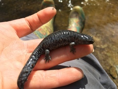 Ambystoma barbouri