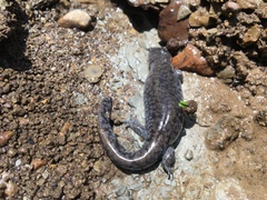 Ambystoma barbouri