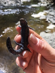 Ambystoma barbouri