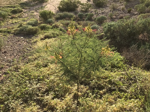 Erythrostemon gilliesii