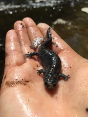 Ambystoma barbouri