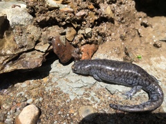 Ambystoma barbouri