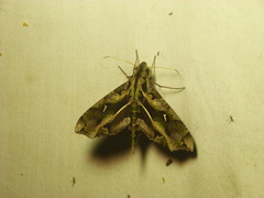 Hemeroplanes triptolemus