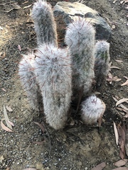 Oreocereus