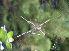 Argiope caledonia