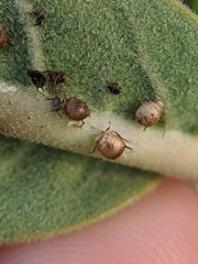 Lysiphlebus testaceipes