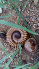 Orthoporus