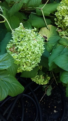 Hydrangea macrophylla