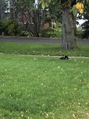 Sciurus carolinensis