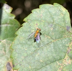 Sciapodinae
