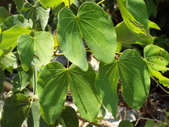 Bauhinia macranthera