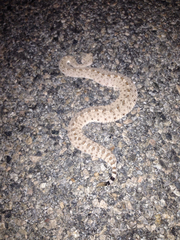 Crotalus cerastes laterorepens