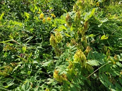 Astragalus americanus