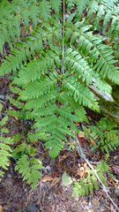 Pteridium aquilinum image