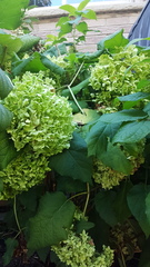 Hydrangea macrophylla