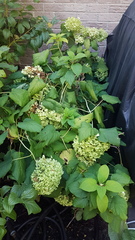 Hydrangea macrophylla