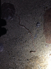 Phyllorhynchus decurtatus