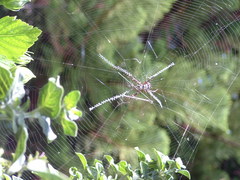 Argiope caledonia
