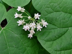 Vincetoxicum auriculatum