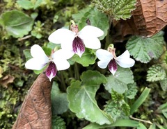 Viola yunnanfuensis