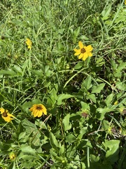 Helianthus debilis image