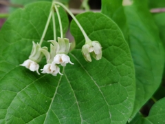 Vincetoxicum auriculatum