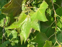 Platanus rzedowskii