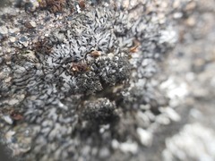 Phaeophyscia sciastra