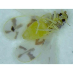 Tetraleurodes mori