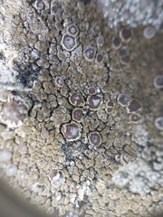 Acarospora glaucocarpa