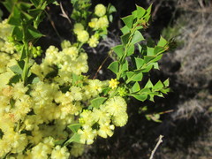 Acacia littorea