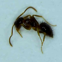 Nylanderia terricola