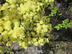Acacia littorea
