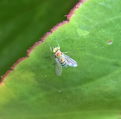 Sciapodinae