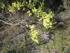 Acacia littorea