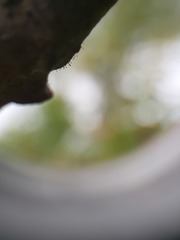 Phaeocalicium curtisii