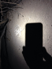 Crotalus cerastes laterorepens