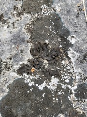 Lathagrium undulatum