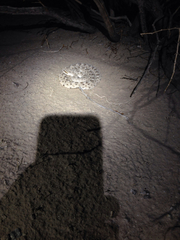 Crotalus cerastes laterorepens