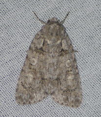 Acronicta increta