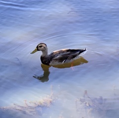 Anas platyrhynchos