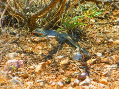 Aspidoscelis scalaris