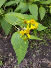 Greenmaniella resinosa