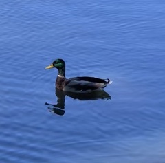 Anas platyrhynchos