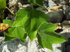 Platanus rzedowskii
