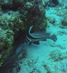 Eques punctatus