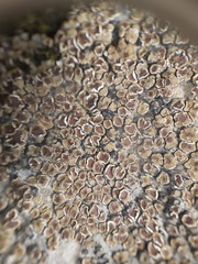 Acarospora glaucocarpa