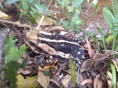 Rhinella icterica