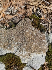 Acarospora glaucocarpa